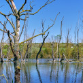 Rheinland-Pfalz-Soergenloch-NSG-An-der-Lausau-WWW_03