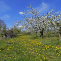 rheinhessen-mainz-drais-feldwiese-www_01