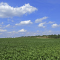 rheinhessen-nieder-olm-zuckerruebenfeld-www_01