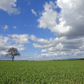 rheinhessen-ober-olm-felder-www_05