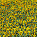 rheinhessen-wackernheim-sonnenblumen-www_01