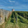 rheinhessen-wendelsheim-pinker-trullo-www_01