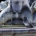 rom-piazza-navona-fontana-del-moro-www_01