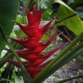 saint-lucia-rote-heliconia-www