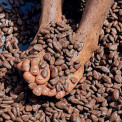 1_Saint-Lucia-Fond-Doux-Estate-Cacao-Dance-WWW_02