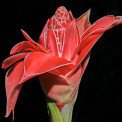 Saint-Lucia-Rote-Fackelingwer-Etlingera-Elatior-WWW_01