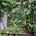 Saint-Lucia-Laborie-Balenbouche-Estate-WWW_01