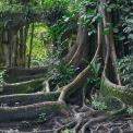 Saint-Lucia-Laborie-Balenbouche-Estate-WWW_02