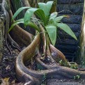 Saint-Lucia-Laborie-Balenbouche-Estate-WWW_03