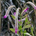 Saint-Lucia-Soufriere-Anse-Mamin-Plantage-WWW_01