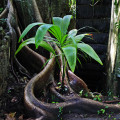 saint-lucia-laborie-balenbouche-estate-www_03