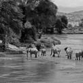 Kenia-Samburu-NP-Elefant-SWWW_03