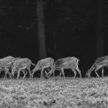 Damwild-Wildpark-Buedingen-SWWW_01