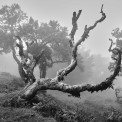 Madeira-2018-Paul-da-Serra-SWWW_01