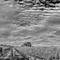 Rheinhessen-Ober-Ingelheim-SWWW_01