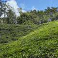 seychellen-mahe-port-glaud-teeplantage-www_01