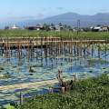 Myanmar-Inle-See-Inn-Paw-Khon-WWW_04