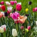 Fruehjahr-Tulpen-WWW_01