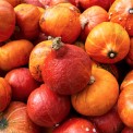 Herbst-Hokkaido-Kuerbis-WWW_01