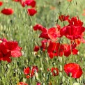 Sommer-Mohn-Ausschnitt-WWW_01