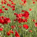 Sommer-Mohn-WWW_01