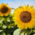 Sommer-Sonnenblume-WWW_01