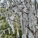 Winter-Fenchel-Feder-WWW_01