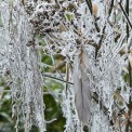 Winter-Fenchel-Feder-WWW_02