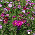 sommer-cosmea-bipinnatus-www_01