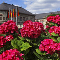 sommer-mainz-kastel-reduit-hortensien-www_01