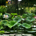 sommer-palmengarten-ffm-lotosblumen-www