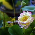 sommer-palmengarten-ffm-lotusblumen-www_02