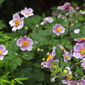 sommer-windroeschen-anemone-hupehensis-www_01