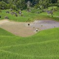 Sulawesi-Batutumonga-WWW_03