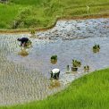 Sulawesi-Batutumonga-WWW_04
