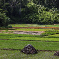 Sulawesi-Londa-WWW_01