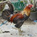 Sulawesi-Rantepao-Kampfhahn-WWW_01