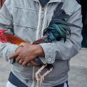 Sulawesi-Rantepao-Kampfhahn-WWW_03