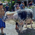 Sulawesi-Rantepao-Viehmarkt-Pasar-Bolu-WWW_03