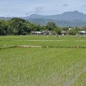 Sulawesi-Barru-WWW_03