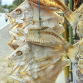 Sulawesi-Barru-WWW_10
