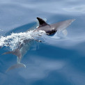 Sulawesi-Bunaken-Marine-NP-Delphin-WWW_01