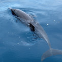 Sulawesi-Bunaken-Marine-NP-Delphin-WWW_02