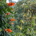 Sulawesi-Pare-Pare-Afrikanischer-Tulpenbaum-WWW_01