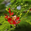 sulawesi-flammenbaum-flamboyant-delonix-regia-www