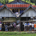 sulawesi-rantepao-viehmarkt-www_01