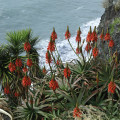 madeira-2017-camara-de-lobos-aloe-arborescens-www_01