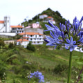 madeira-2018-serrao-agapanthus-africanus-www_01