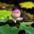 khao-lak-lotus-knospe-www_01