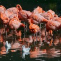 Kubaflamingo-Zoo-Heidelberg-WWW_04